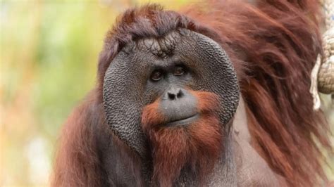 orangutan tits|orangutan tits Search